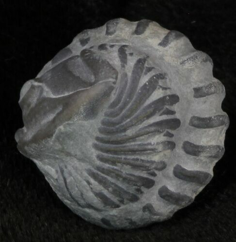 Enrolled Flexicalymene Trilobite (Uncleaned) - Ohio #47342